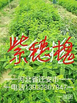 紫穗槐，板栗苗，杜仲，刺槐，國槐，速生柳