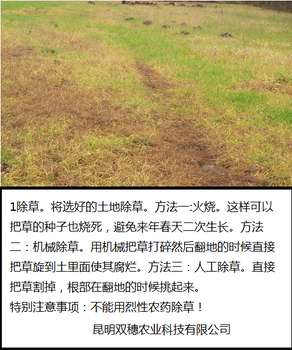 昆明大型白芨種苗基地火爆批發(fā)中