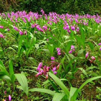 白芨驯化苗乐山白芨种植四川白芨四川峻丰生物科技有限公司