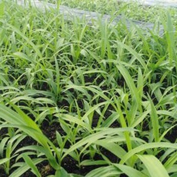 四川白芨樂(lè)山白芨馴化苗四川峻豐生物科技