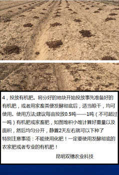 淮北紫花白芨苗圃基地大量批發(fā)中昆明雙穗農(nóng)業(yè)科技有限公司
