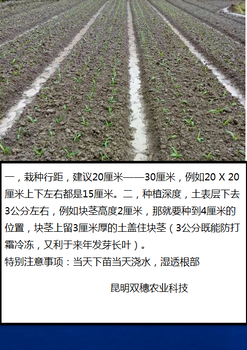 昆明雙穗農(nóng)業(yè)科技有限公司大量供應(yīng)邵武市紫花白芨種苗