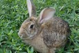 山东肉兔养殖本场免费提供养殖技术