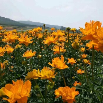 金莲花苗种植