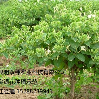 大量批發(fā)曲靖紫花白芨種苗昆明雙穗農(nóng)業(yè)科技有限公司