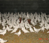 肉鸽养殖场，种鸽养殖场