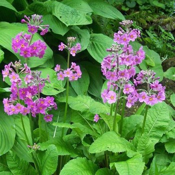 成都櫻草批發(fā)基地2018櫻草新價(jià)格櫻草圖片