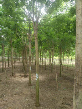 種植基地出售30公分國(guó)槐樹(shù)價(jià)格批發(fā)