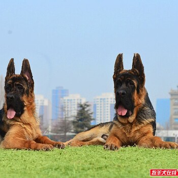 海南锤系德国牧羊犬繁殖纯种德国牧羊犬价格