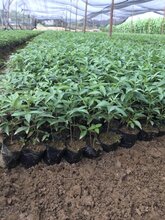 花椒如何建园?花椒的种植前景到底怎样?图片