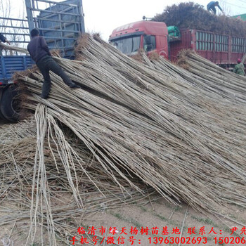 楊樹苗基地，楊樹苗多少錢一棵