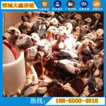 台江肉鸡养殖转型饲养越南斗鸡经济效益高