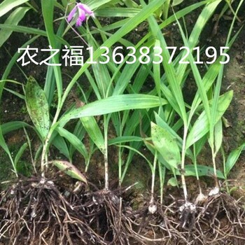 紫花三叉白芨种植技术重庆农之褔农业公司