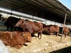 山西3个月的肉牛崽价格