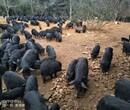 浙江2018藏香猪猪肉出售多少钱一斤