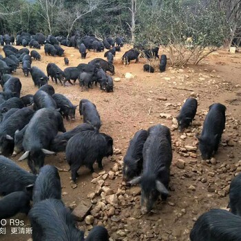 浙江2018藏香猪猪肉出售多少钱一斤