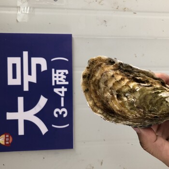 广东生蚝批发价格鲜活海蛎子货源