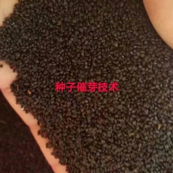 金蓮花種子繁育技術(shù)