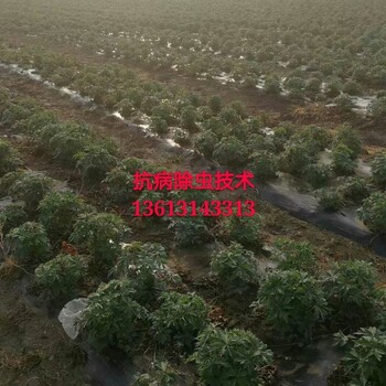 金蓮花大苗