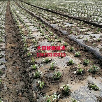 金蓮花苗栽培技術(shù)