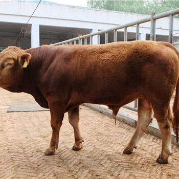 盐湖区200斤-300斤小母牛犊价格