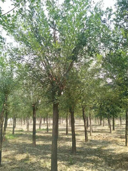 海南50公分國槐樹基地種植苗木