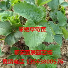 草莓苗批发草莓苗种植基地提供纯正品种抗病能力强当年结果草莓苗图片