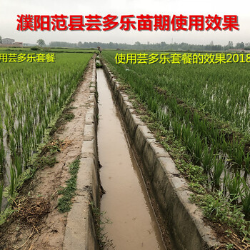 水稻畝產(chǎn)超千金蕓多樂(lè)高產(chǎn)套餐