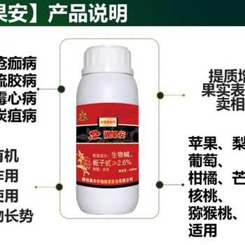 海南芒果花果期?；ū９胧┲v解，預(yù)防黑花、漚花新方案