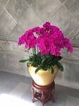 北京绿植销售花卉租摆