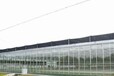 外贸公司承接玻璃温室大棚建设厂家出口业务
