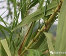 绿洲一号菌草的特点