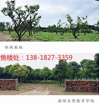 上海崇明岛大爱城项目地址售楼处电话周边配套交通配套项目简介