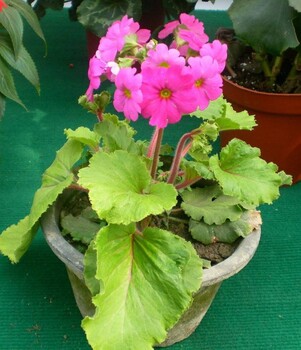 櫻草成都櫻草批發(fā)基地櫻草新價格趨勢