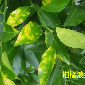 柑橘溃疡病防治生物农药杀菌剂靓果安