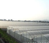 宁夏连栋蔬菜大棚温室20跨度、建筑面积20000平建造价格