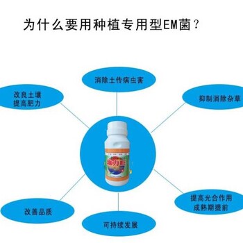 人參根腐病、半夏軟腐病等土傳病害綜合治理要點(diǎn)解析