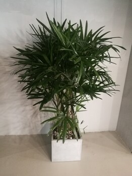 北京花卉銷售公司植物租賃