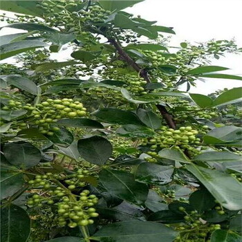 花椒小苗花椒樹(shù)育苗花椒苗種子花椒苗種子價(jià)格花椒樹(shù)樹(shù)苗花椒芽苗花椒種子育苗