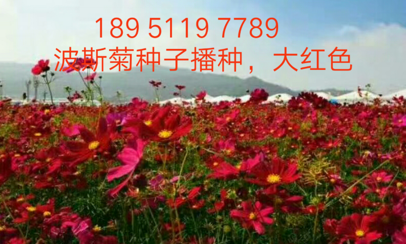 各种花卉种子批发价格多少