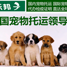 上海宠物托运价格多少钱宠物物流价格表图片