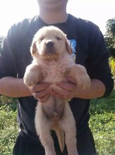 花都狗场哪家有纯种小狗狗卖，广州爱心犬舍（狗场）