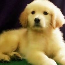 花都狗场哪里有保障的狗狗卖，广州爱心犬舍（狗场）