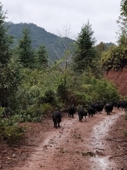 江苏南京哪有养殖藏香猪的呢