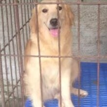 花都狗场哪里有放心的小狗狗，广州爱心犬舍（狗场）