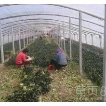 滨州惠民菠菜种植基地,长年出售菠菜,蔬菜图片