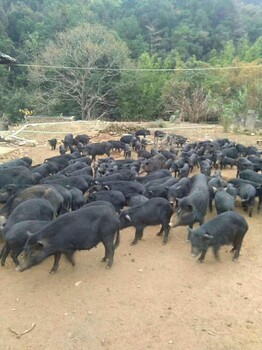 广东清远有没有藏香猪养殖场