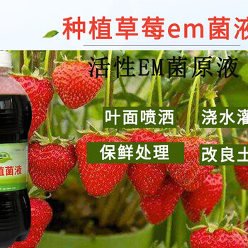 利用em菌液植大棚草莓的方法和技術(shù)?