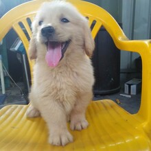 花都狗场哪家广告好，广州爱心犬舍（狗场）