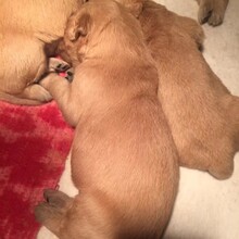 花都狗场哪家多人去买，广州爱心犬舍（狗场）